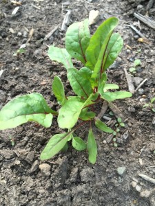 Young Swiss Chard