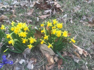 tiny daffodils
