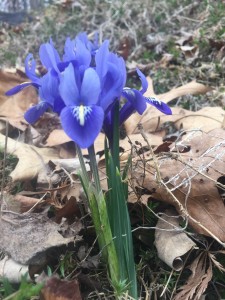 tiny irises