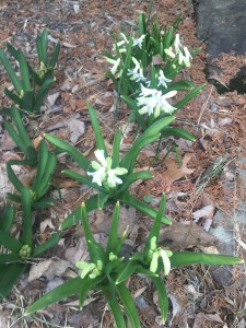 more hyacinth?